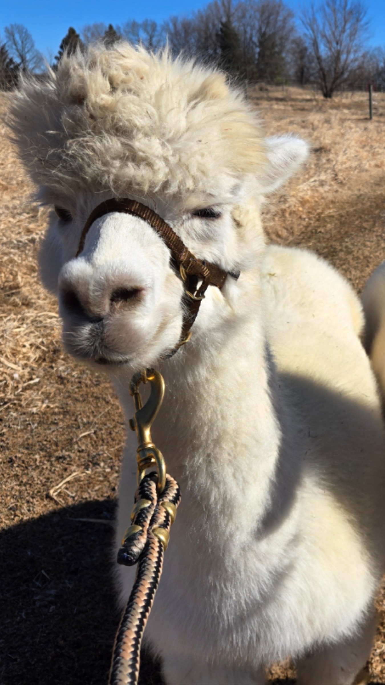 Illuminati the alpaca