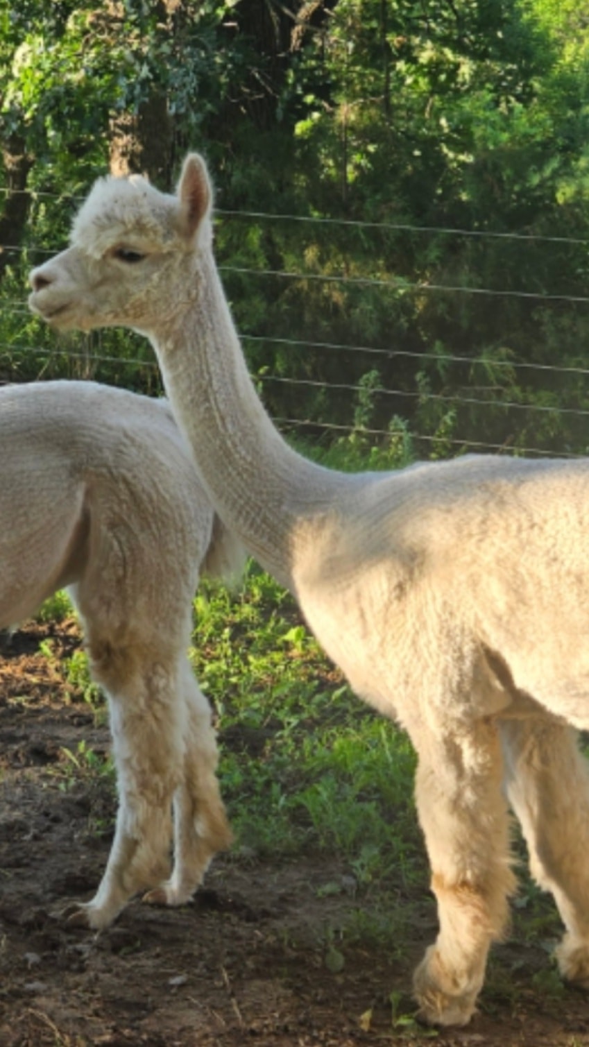 Oreo the alpaca