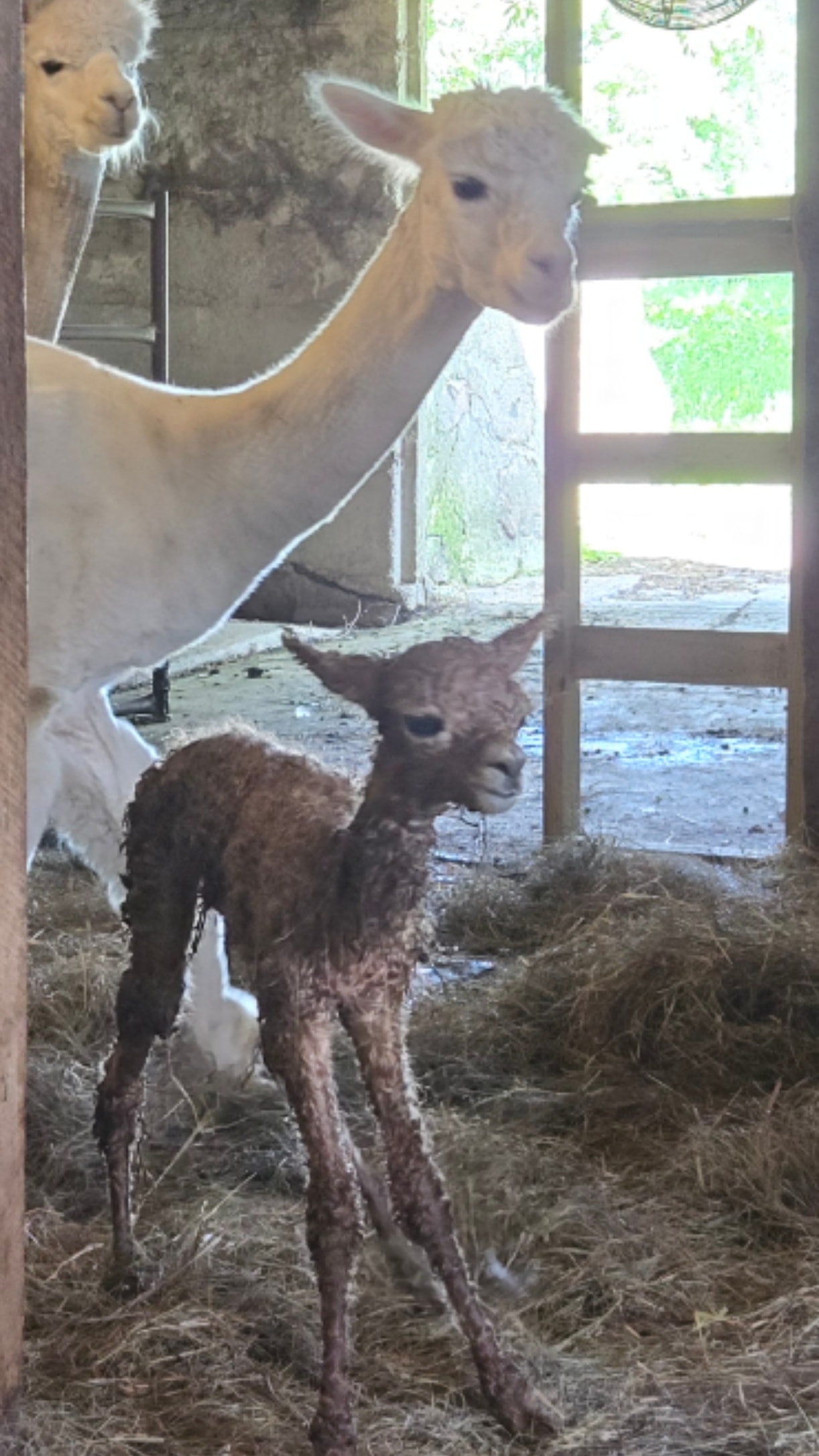 Alpacino the alpaca